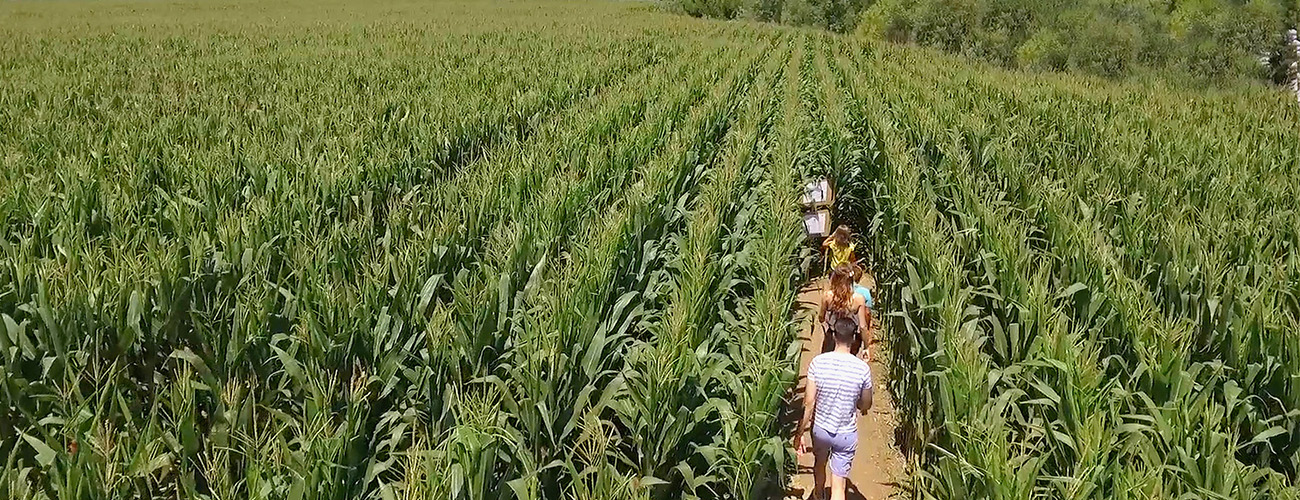 Labyrinthes de Mais géant à Sainte-Marie-la-Mer